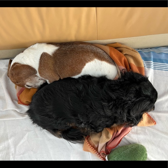 Meet your Posher, Candace - Picture 2 of 6